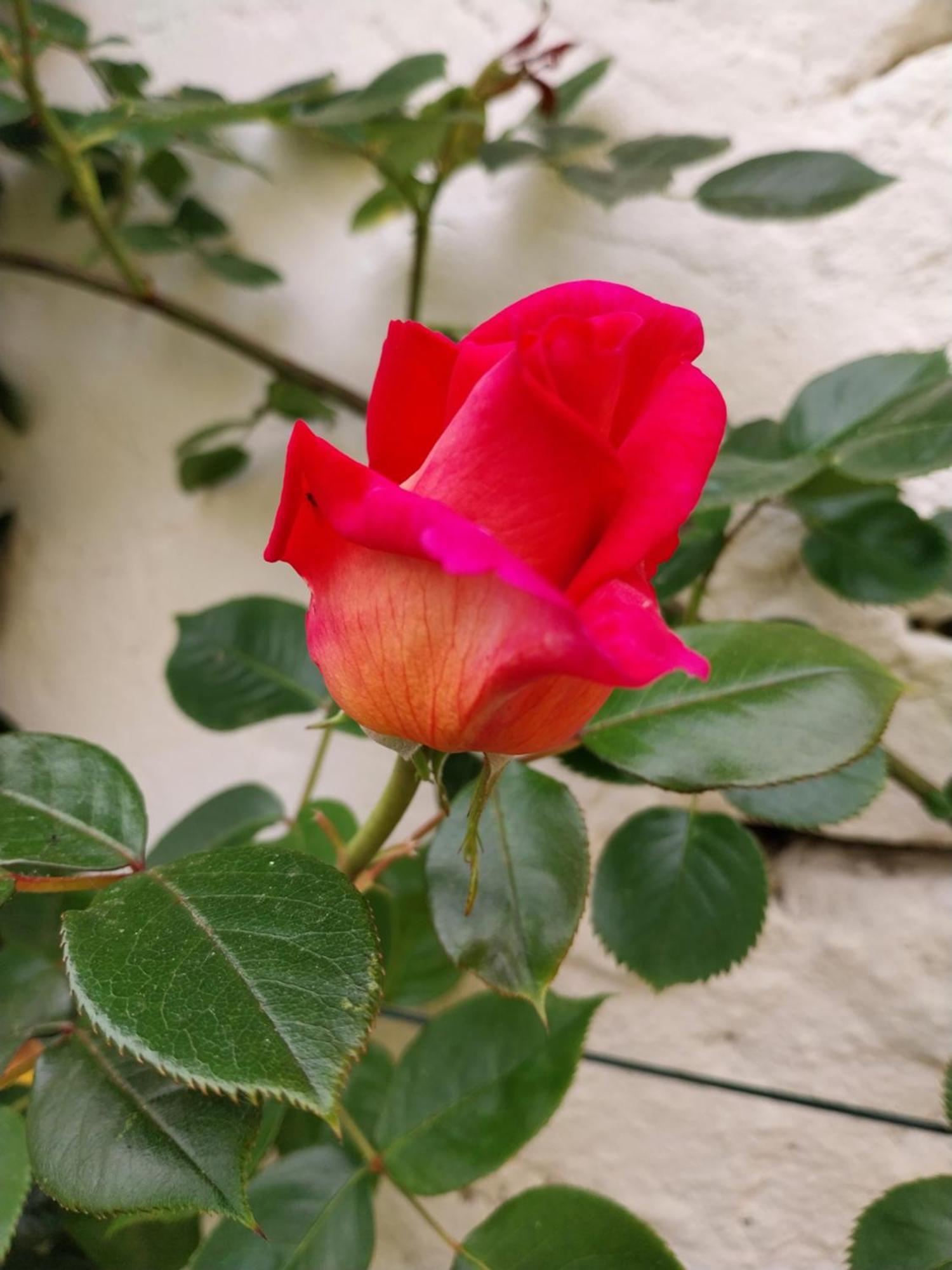 Bed & Breakfast La Casa Gialla
